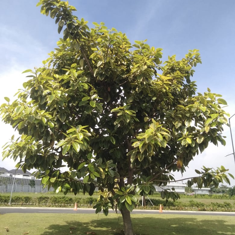 Pohon Beringin Karet
